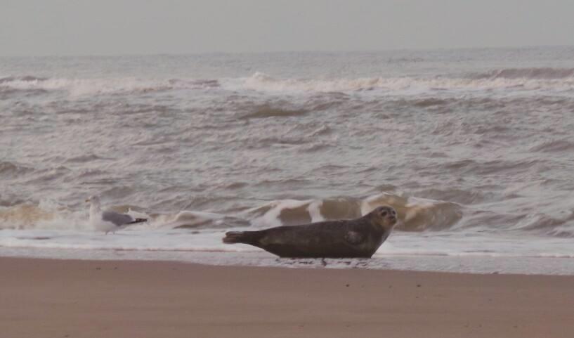De Blaauboer, Vakantiehuisje Egmond aan Zee Camera foto