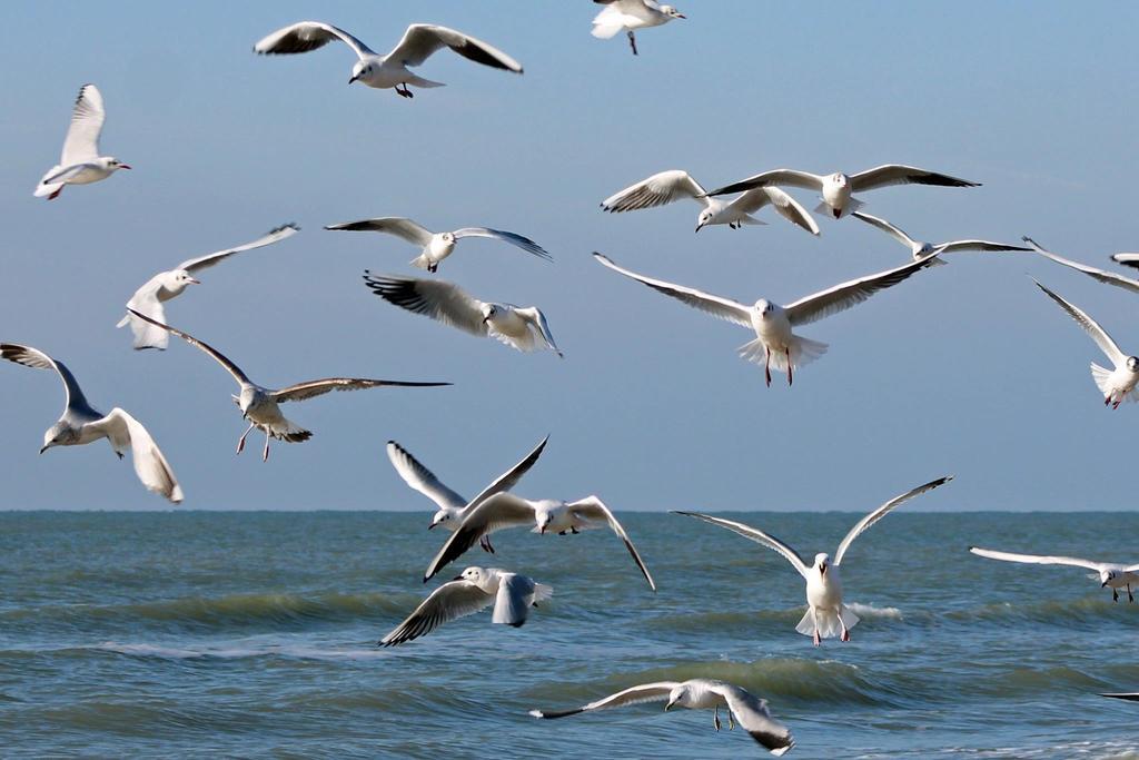 De Blaauboer, Vakantiehuisje Egmond aan Zee Esterno foto